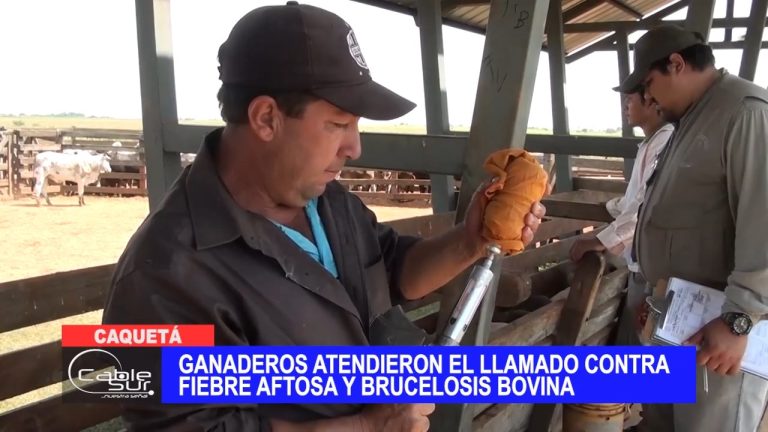 Ganaderos atendieron el llamado contra fiebre aftosa y brucelosis bovina