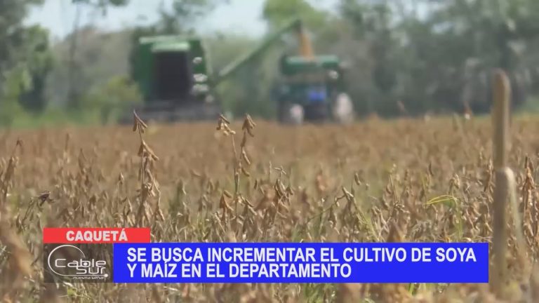 Se busca incrementar el cultivo de soya y maíz en el departamento
