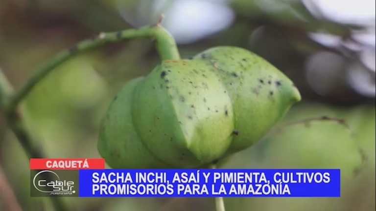 Sacha inchi, asaí y pimienta, cultivos promisorios para la amazonía