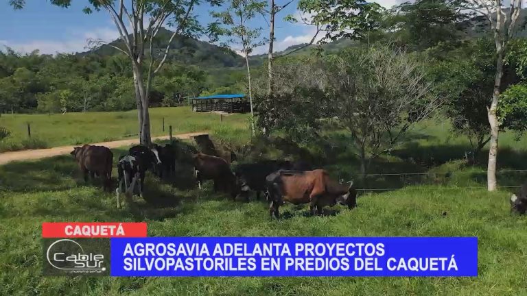 Agrosavia adelanta proyectos silvopastoriles en predios del Caquetá