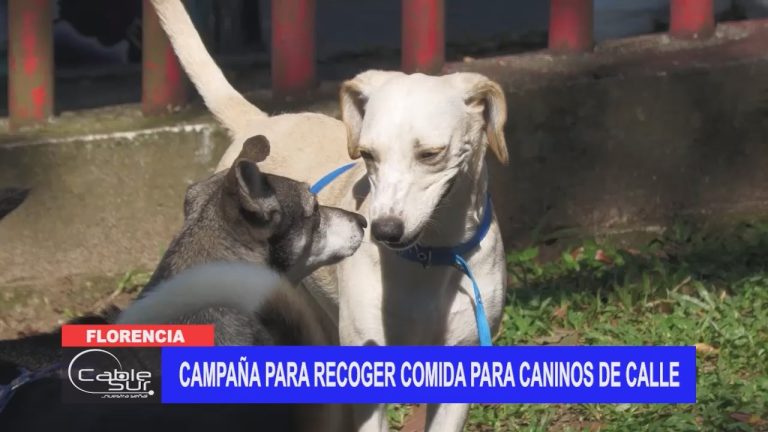 Campaña para recoger comida para caninos de calle