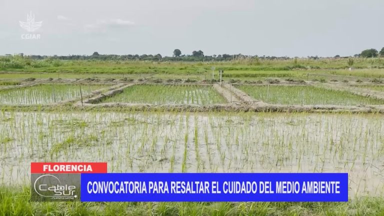 Convocatoria para resaltar el cuidado del medio ambiente