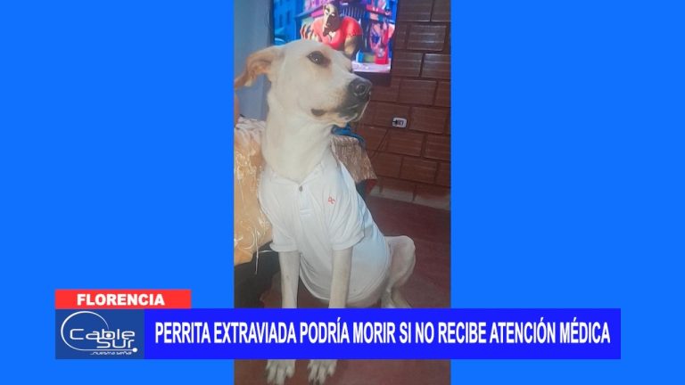 Perrita extraviada podría morir si no recibe atención médica