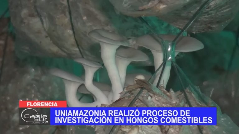 Uniamazonia realizó proceso de investigación en hongos comestibles