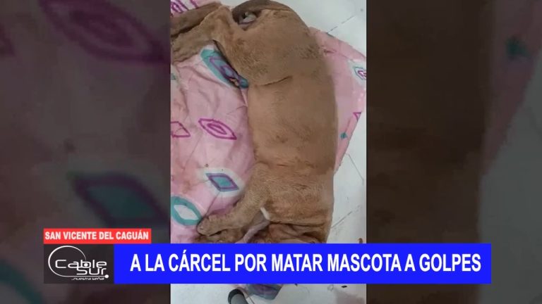 A la cárcel por matar mascota a golpes