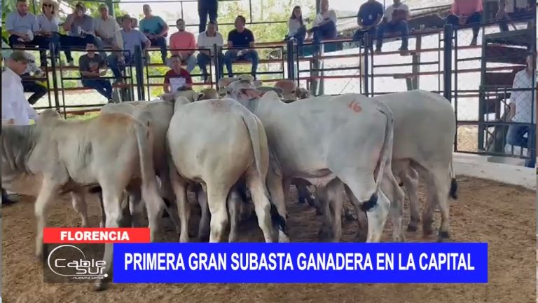 Primera gran subasta ganadera en el municipio de Florencia