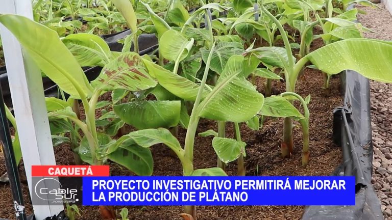 Proyecto investigativo permitirá mejorar la producción de plátano
