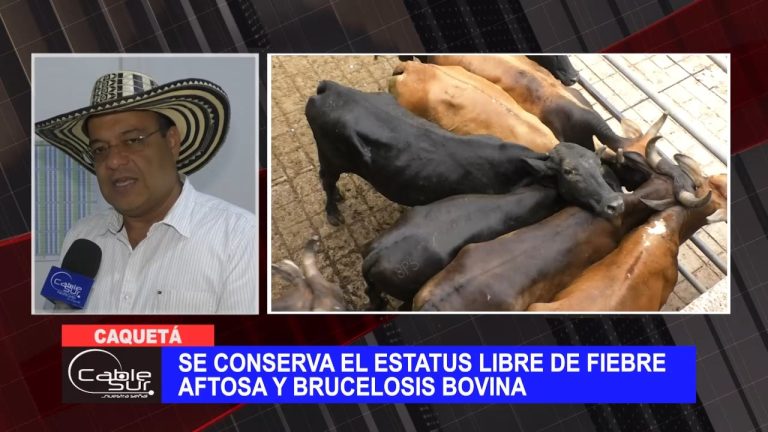 Se conserva el estatus libre de fiebre aftosa y brucelosis bovina