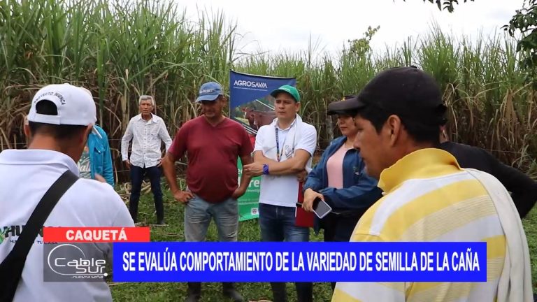Se evalúa comportamiento de la variedad de semilla de la caña