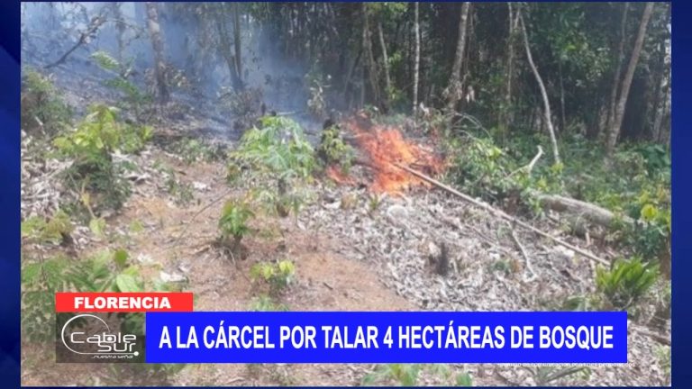 A la cárcel por talar 4 hectáreas de bosque