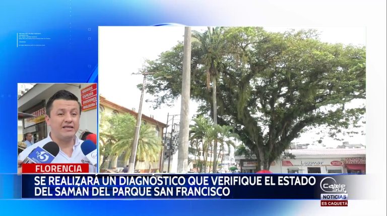 El samán árbol emblemático requiere un diagnóstico que determine las acciones a realizasen para la recuperación.