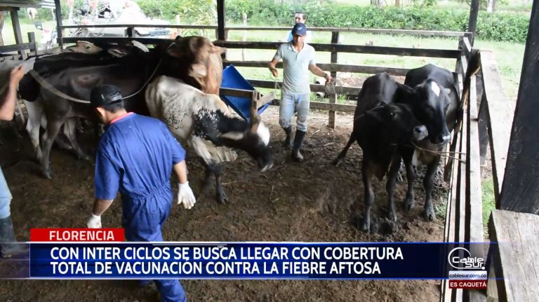 Jornadas de sensibilización se da cumplimiento a los inter ciclos para llegar a una cobertura que supere los porcentajes en vacunación contra la fiebre aftosa.