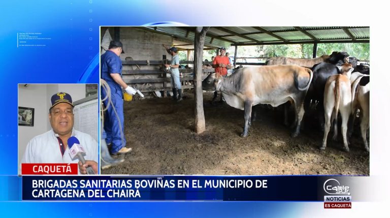 Brindar al Caquetá contra la fiebre aftosa y la brucelosis bovina es el propósito que viene realizando el comité departamental de ganaderos y Fedegan.