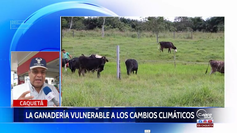 El fenómeno del niño y la niña generan consecuencias en la producción de carne y leche.