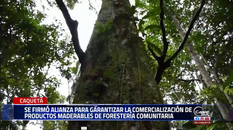 Celebraron un acuerdo comercial que fortalecerá el negocio del aprovechamiento sostenible de la madera.