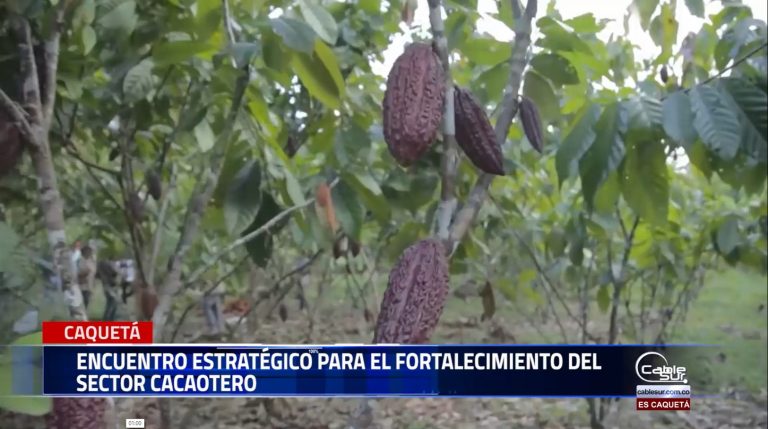 El gremio de cacaoteros del departamento del Caquetá se reunió, durante este encuentro, se escucharon atentamente las inquietudes y propuestas de los productores de cacao.