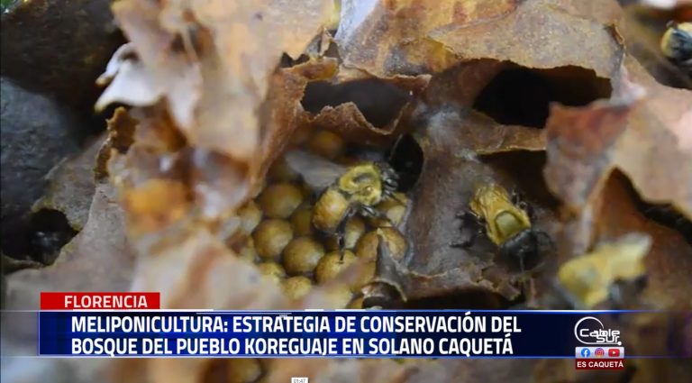 Pueblo koreguaje de Solano a través del cultivo de abejas Meliponas la apuesta a la conservación del bosque como aporte al medio ambiente.