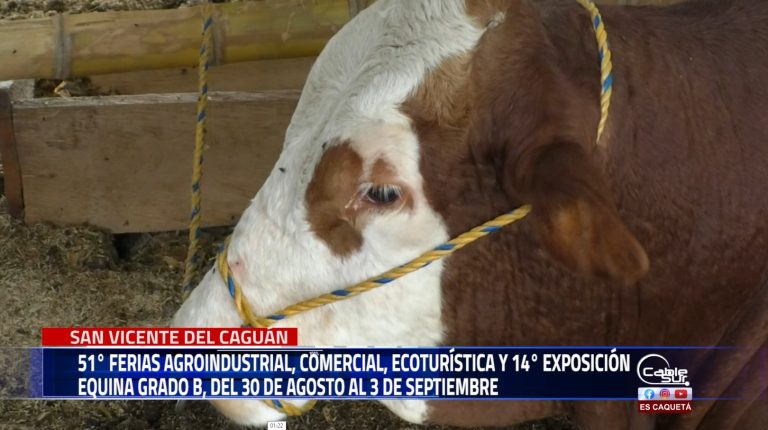 San Vicente del Caguán realizara este fin de semana la 51 feria bovina y 14 feria exposición equina grado b, 30, 31 de agosto y 1 y 2 septiembre del 2024 invita la junta de ferias.