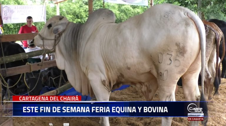 Del 23 al 26 de agosto se realizará la feria equina, ganadera y comercial en Cartagena del Chaira.