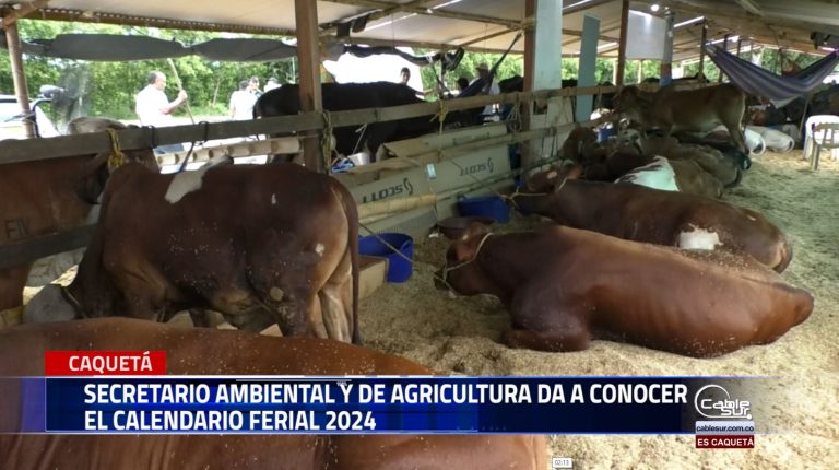 Con el inicio de la feria equina y bovina grado “B” en la Montañita se da apertura al calendario ferial 2024 en el departamento de Caquetá.