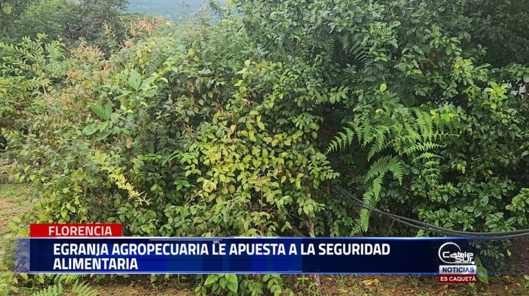 Con el apoyo de la ARN en la Ciudad de Florencia a solo diez minutos del perímetro urbano un firmante de paz en su granja agrícola cultiva 14 productos de la canasta familiar.