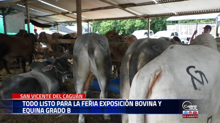 El municipio de San Vicente del Caguán realiza este 30, 31 de agosto 1 y 2 de septiembre la feria equina y bovina comercial y agro industrial evento apoyado por la gobernación de Caquetá.