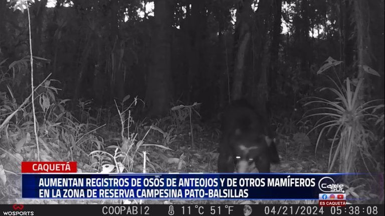 Campesinos de la cooperativa de beneficiarios de reforma agraria zona balsillas del municipio de San Vicente del Caguán, Caquetá, lograron el registro en cámaras trampa de varios mamíferos.