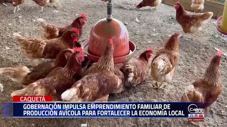 La gobernación de Caquetá continúa apoyando el crecimiento de los emprendedores locales con iniciativas que fomentan el desarrollo económico y sostenible de la región.