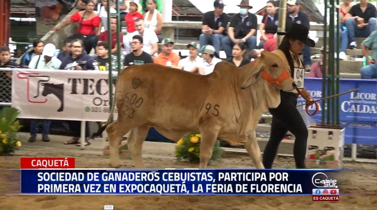 Por primera vez la sociedad de ganaderos Cebuista participara en expo Caquetá la feria de Florencia en su versión 61 han confirmado ganaderías de la región y del interior del país.