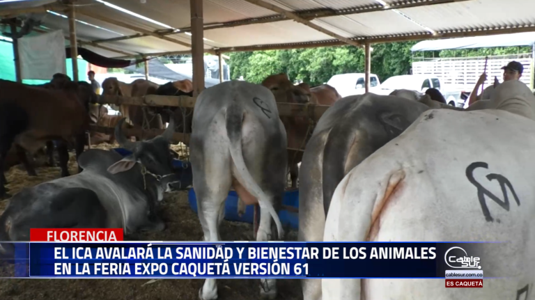 El ICA avalará la sanidad y bienestar de los animales que participan en Expo Caquetá 2024 la feria de Florencia en su versión 61.