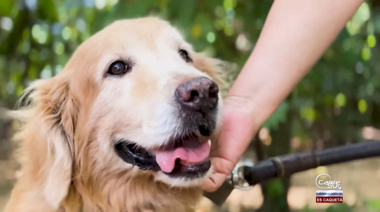 En el marco de la 61 feria de Florencia la invitación es a uno de los eventos más entretenidos y esperados del año: la exposición canina.
