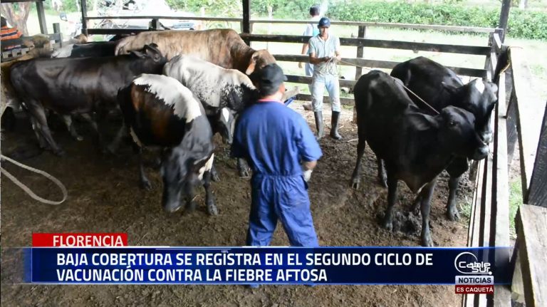 Faltando pocos días para vencer el segundo ciclo de vacunación contra la fiebre aftosa el Caquetá reporta una baja cobertura en inmunización tanto en bovinos como predios esto podría generar una sanción para el departamento