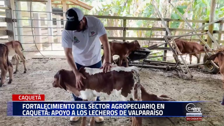 La gobernación de Caquetá, a través de la secretaría ambiental y de agricultura departamental, sigue apostando por el fortalecimiento del sector agropecuario en la región