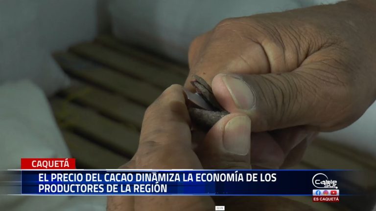 Director de la agremiación de cacaoteros se refiere a los buenos precios del cacao esto dinamiza la economía del departamento de Caquetá.