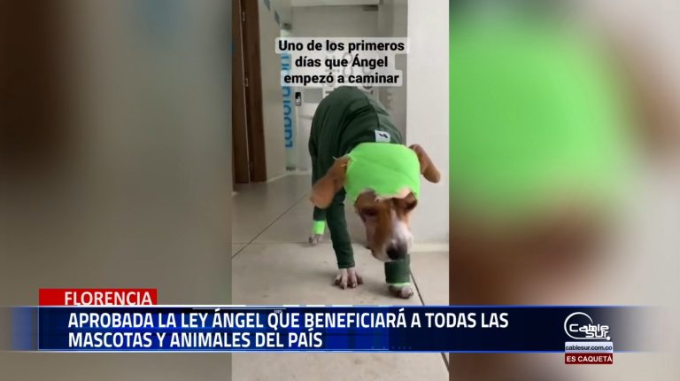 Aprobada la ley Àngel, una victoria para todas las mascotas y animales del País, esta nueva normativa garantiza protección y bienestar animal, fortaleciendo los derechos de nuestras mascotas.