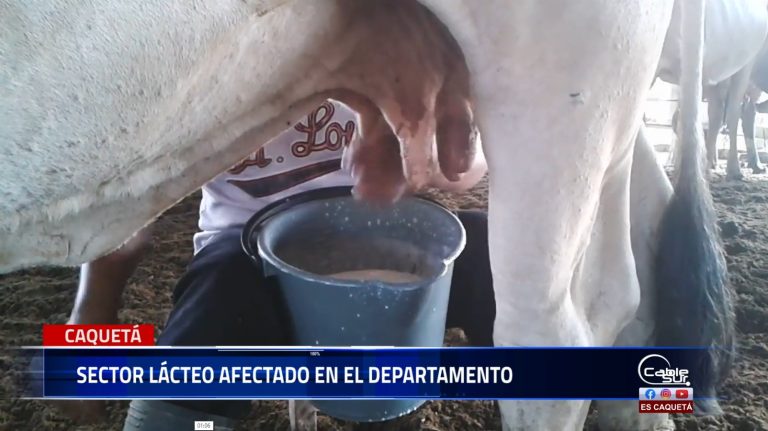 El sector lácteo en el departamento del Caquetá enfrenta una difícil situación debido a diversos factores que afectan a los productores y comercializadores de la región.