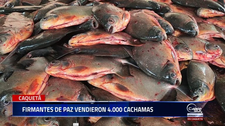 La agencia para la reincorporación y la normalización (ARN) acompañó a la asociación semillas de paz por una nueva Colombia (Asosdepaz) en la venta de 4.000 cachamas rojas en la región.