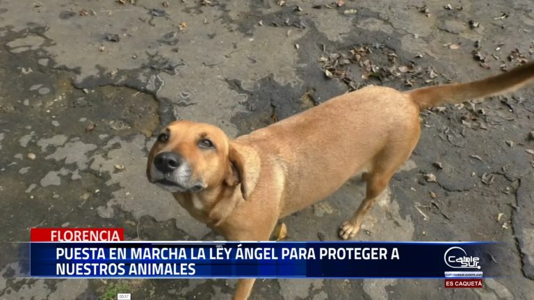Puesta en marcha la Ley Ángel para proteger a nuestros animales