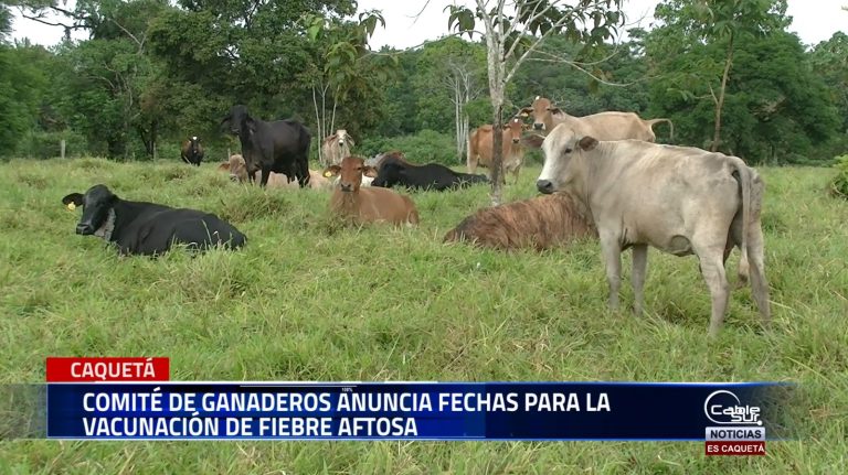 El Comité de Ganaderos ha anunciado las fechas para la vacunación contra la Fiebre Aftosa.