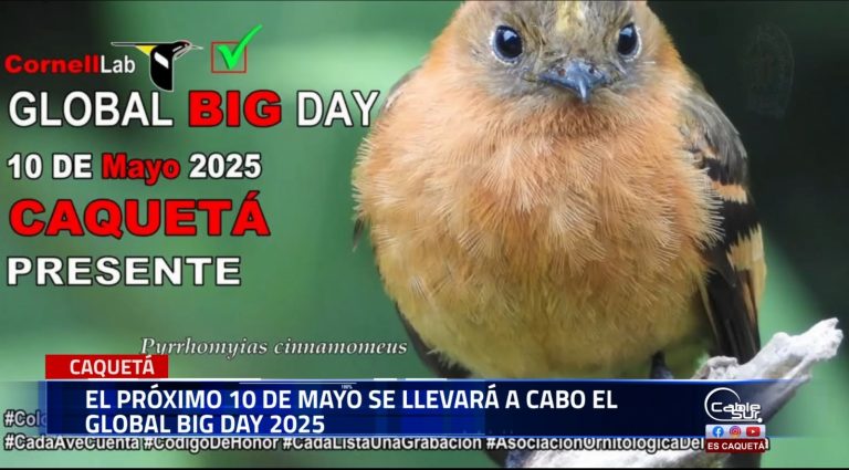 Caquetá se une al Global Big Day 2025.
