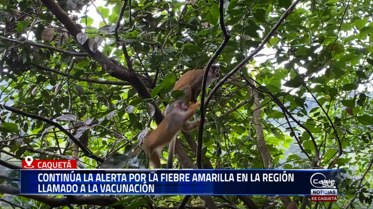 Andrés Figueroa, coordinador del programa departamental ETV y Zoonosis, reiteró el llamado a la comunidad para mantener al día la vacunación contra la fiebre amarilla y proteger la fauna silvestre, especialmente los micos, cuya presencia y afectación advierten sobre posibles brotes de la enfermedad.