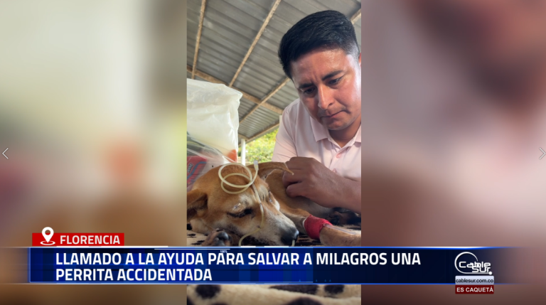 Hacemos un llamado urgente a la solidaridad de todos los florencianos. Milagros, una perrita víctima de un accidente, necesita atención veterinaria inmediata. Cada aporte cuenta para salvar su vida.