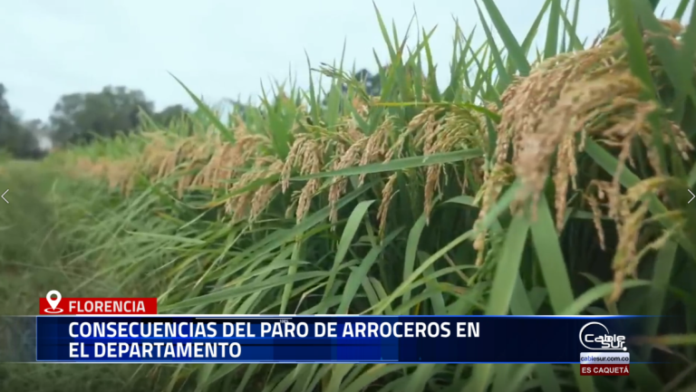 El economista Jaime Barco Bermeo analizó las repercusiones del paro de arroceros en la región, destacando el impacto económico que esta situación genera para productores, comerciantes y consumidores del Caquetá.