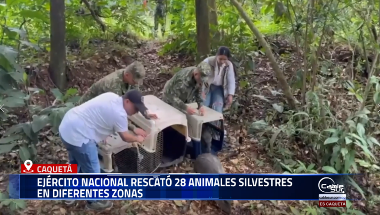 En el marco de las operaciones de control territorial y protección ambiental, la Décima Segunda Brigada del Ejército Nacional recuperó 28 ejemplares de fauna silvestre en distintos puntos del departamento del Caquetá