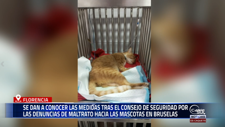 En un Consejo de Seguridad extraordinario, las autoridades locales definieron medidas frente a las denuncias de maltrato que han afectado a más de 18 mascotas en el barrio Bruselas.