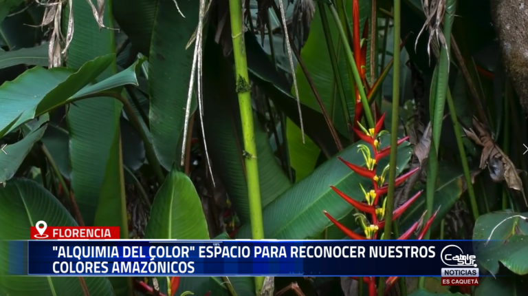 Con el propósito de exaltar la riqueza natural y cultural de la región, el Banco de la República y la Universidad de la Amazonia lideran la iniciativa «Alquimia del color», un taller creativo que invita a descubrir y experimentar con los pigmentos propios del entorno amazónico.