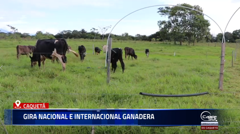 Hablamos con Rafael Torrijos, gerente del Comité de Ganaderos del Caquetá, sobre una reciente gira ganadera realizada en Bolivia, donde se conocieron experiencias exitosas en producción, mejoramiento genético y sistemas sostenibles aplicados a la ganadería.
