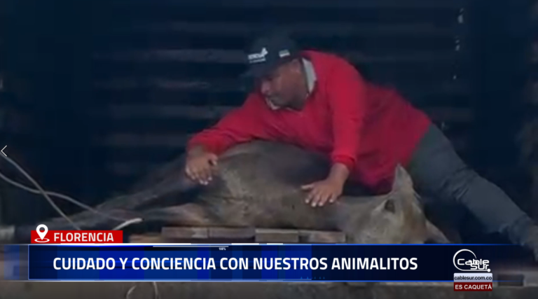 El concejal Jefferson Rocha hizo un llamado a la ciudadanía para fortalecer la protección y el cuidado de los animales en Florencia. La invitación surge tras conocerse recientemente dos casos con equinos y dos perritas que quedaron en estado de abandono al perder a su dueño.