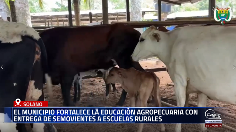 La Administración Municipal de Solano avanza en la formación práctica de los estudiantes rurales mediante la entrega de más de 14 semovientes a instituciones educativas con enfoque agropecuario, promoviendo el aprendizaje en el campo y el desarrollo sostenible.